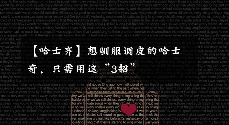 【哈士齐】想驯服调皮的哈士奇，只需用这“3招”