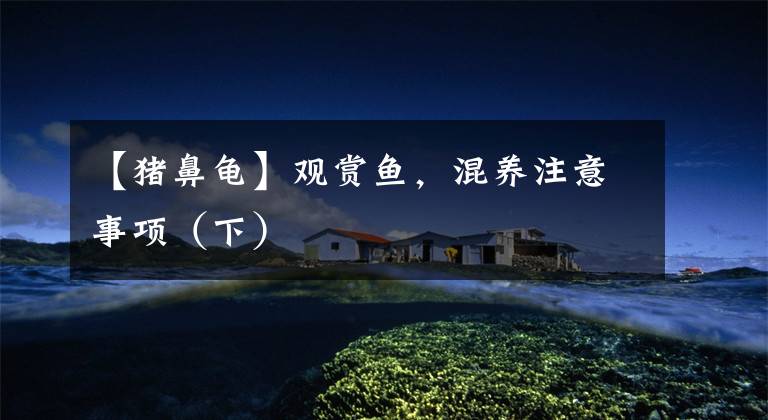 【猪鼻龟】观赏鱼，混养注意事项（下）