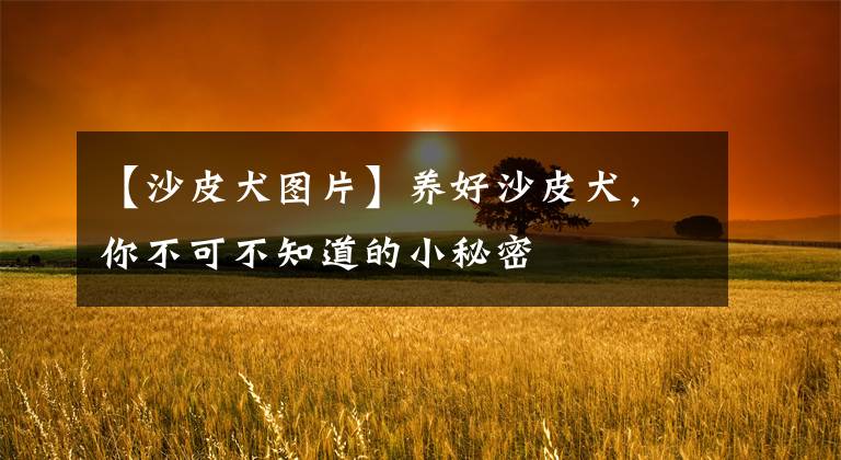 【沙皮犬图片】养好沙皮犬，你不可不知道的小秘密