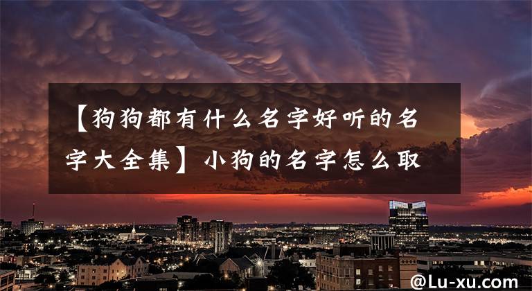 【狗狗都有什么名字好听的名字大全集】小狗的名字怎么取？听西式狗的名字大全