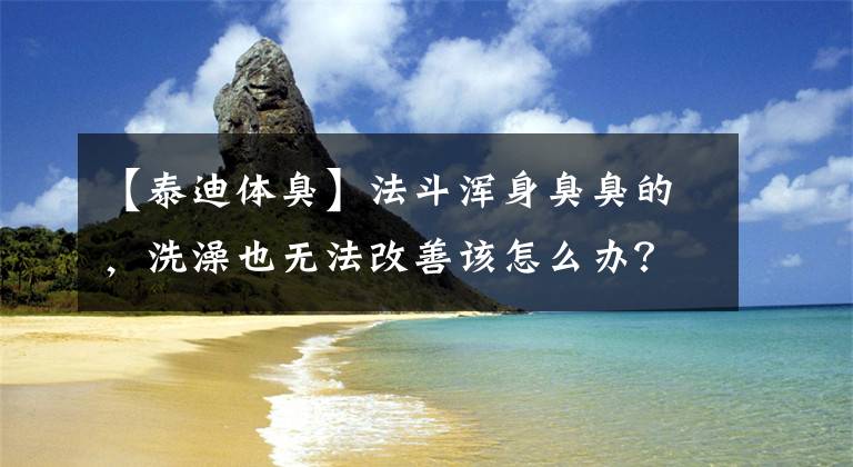 【泰迪体臭】法斗浑身臭臭的，洗澡也无法改善该怎么办？教你从五个方面解决它