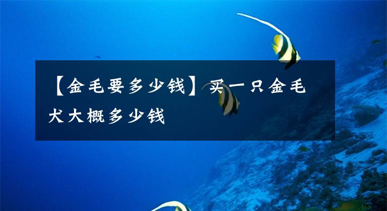 【金毛要多少钱】买一只金毛犬大概多少钱