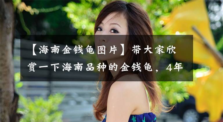 【海南金钱龟图片】带大家欣赏一下海南品种的金钱龟，4年龟有1.6斤，精品货