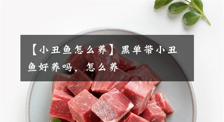 【小丑鱼怎么养】黑单带小丑鱼好养吗，怎么养