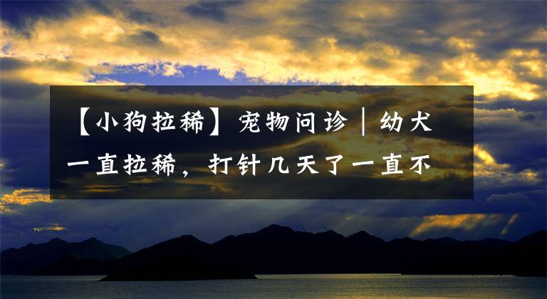 【小狗拉稀】宠物问诊｜幼犬一直拉稀，打针几天了一直不好