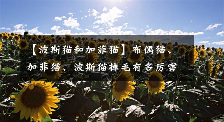 【波斯猫和加菲猫】布偶猫、加菲猫、波斯猫掉毛有多厉害？还有哪些猫换毛季掉毛严重