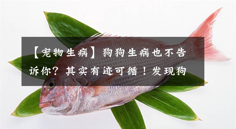 【宠物生病】狗狗生病也不告诉你？其实有迹可循！发现狗狗有这些症状要注意了