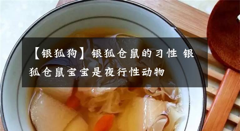 【银狐狗】银狐仓鼠的习性 银狐仓鼠宝宝是夜行性动物