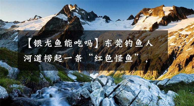 【银龙鱼能吃吗】东莞钓鱼人河道捞起一条“红色怪鱼”，钓鱼人：自己送上来的