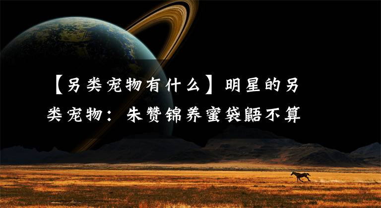 【另类宠物有什么】明星的另类宠物：朱赞锦养蜜袋鼯不算啥，陈乔恩这个认真的吗