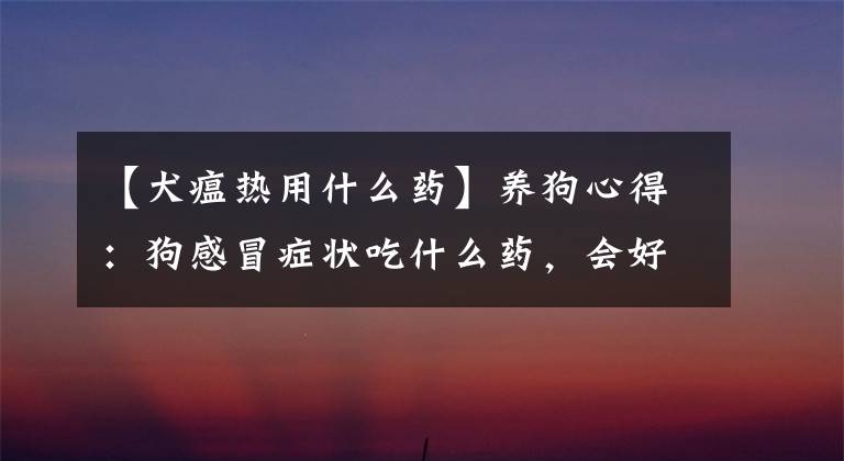 【犬瘟热用什么药】养狗心得：狗感冒症状吃什么药，会好得比较快？