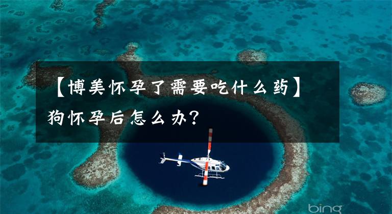 【博美怀孕了需要吃什么药】狗怀孕后怎么办？