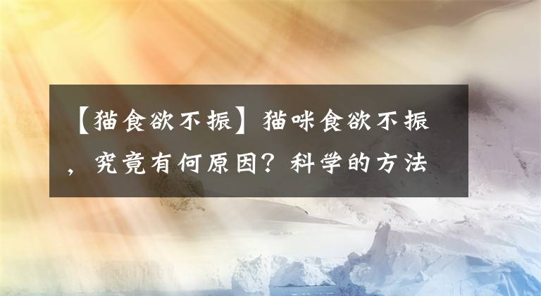 【猫食欲不振】猫咪食欲不振，究竟有何原因？科学的方法让你的喵星人远离厌食症