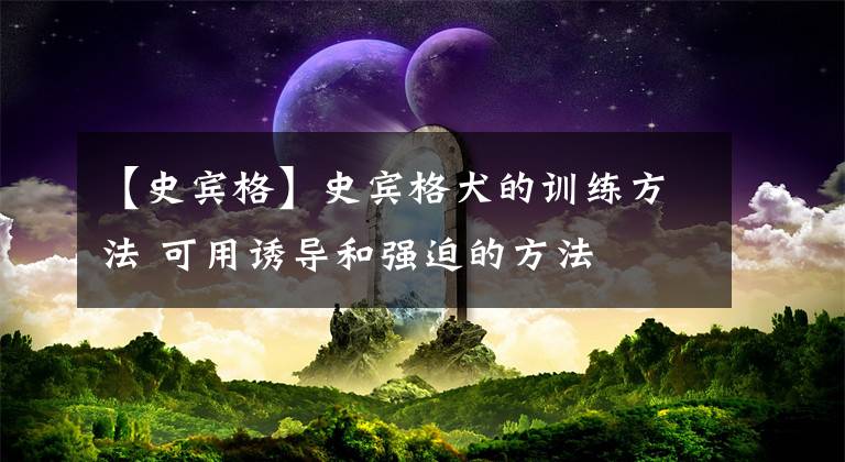 【史宾格】史宾格犬的训练方法 可用诱导和强迫的方法