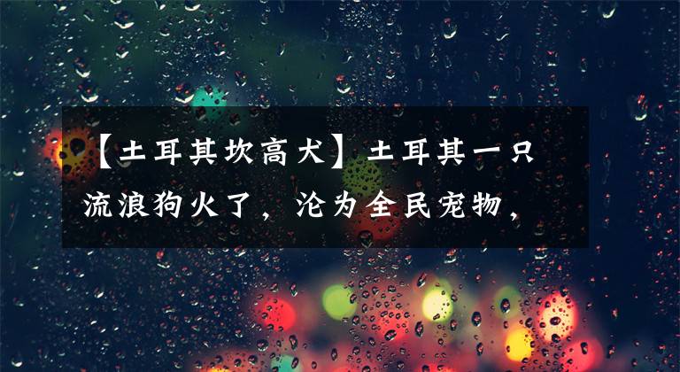 【土耳其坎高犬】土耳其一只流浪狗火了，沦为全民宠物，吸粉6万，人气爆棚