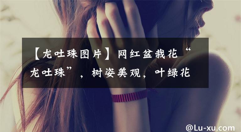 【龙吐珠图片】网红盆栽花“龙吐珠”，树姿美观，叶绿花美，花期长，室内也能养