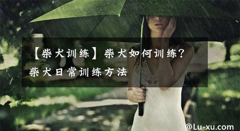 【柴犬训练】柴犬如何训练？柴犬日常训练方法