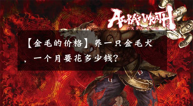 【金毛的价格】养一只金毛犬，一个月要花多少钱？