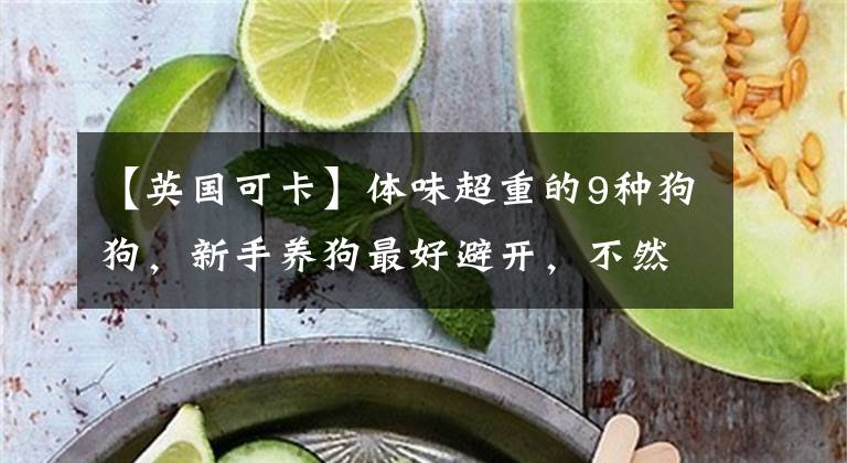 【英国可卡】体味超重的9种狗狗，新手养狗最好避开，不然会被折磨得很痛苦