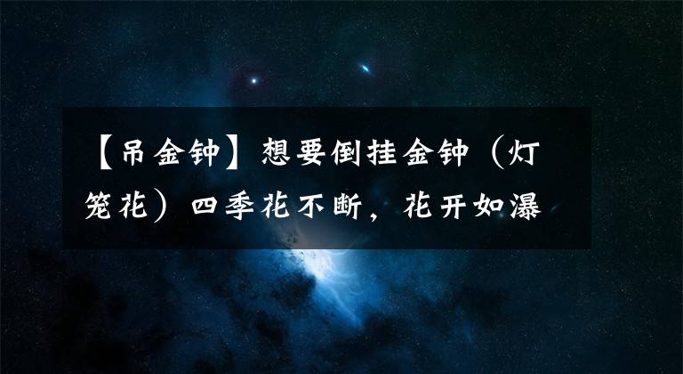 【吊金钟】想要倒挂金钟（灯笼花）四季花不断，花开如瀑布？这些经验要知道