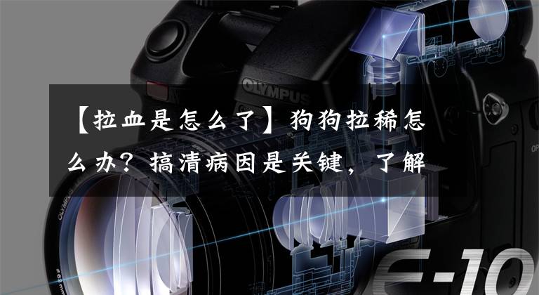 【拉血是怎么了】狗狗拉稀怎么办？搞清病因是关键，了解这5个原因对症下药