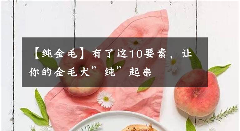 【纯金毛】有了这10要素，让你的金毛犬”纯”起来