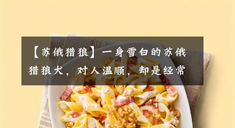 【苏俄猎狼】一身雪白的苏俄猎狼犬，对人温顺，却是经常咬狼的品种