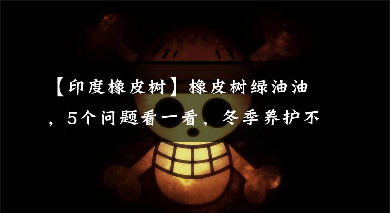 【印度橡皮树】橡皮树绿油油，5个问题看一看，冬季养护不发愁