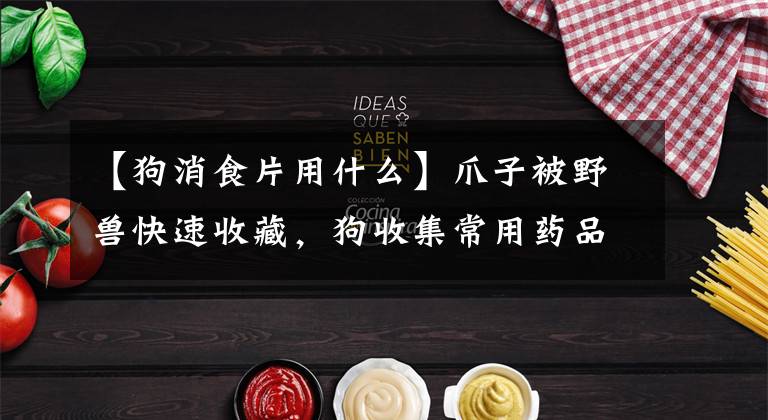 【狗消食片用什么】爪子被野兽快速收藏，狗收集常用药品目录。