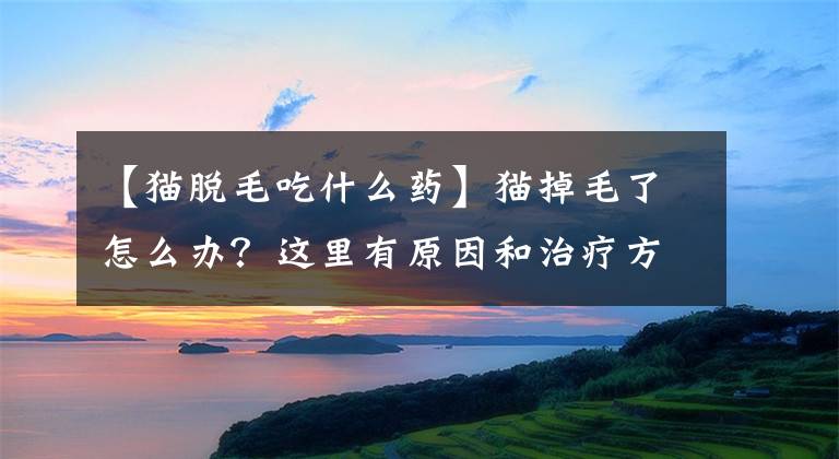 【猫脱毛吃什么药】猫掉毛了怎么办？这里有原因和治疗方法