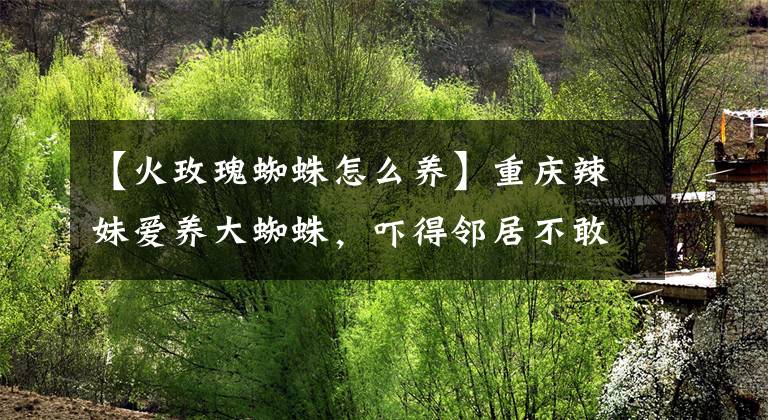【火玫瑰蜘蛛怎么养】重庆辣妹爱养大蜘蛛，吓得邻居不敢来串门