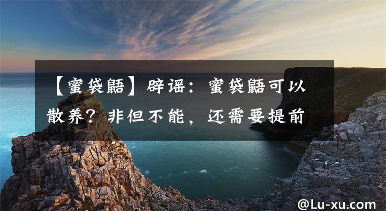 【蜜袋鼯】辟谣：蜜袋鼯可以散养？非但不能，还需要提前准备好这些饲养用具