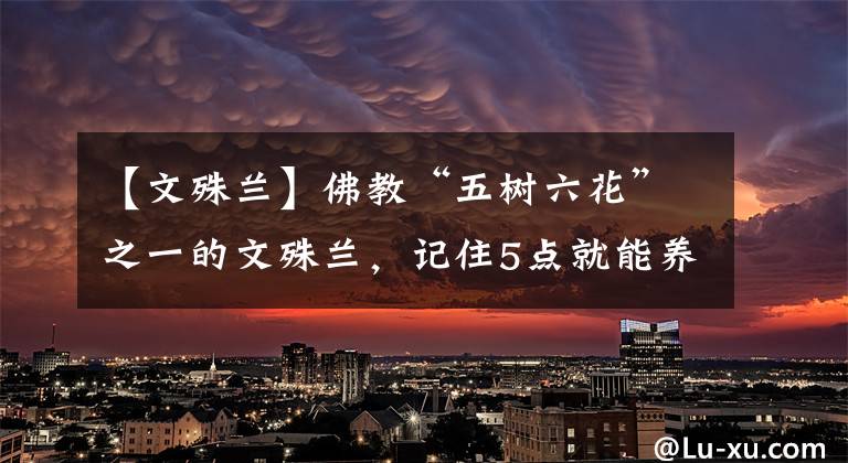 【文殊兰】佛教“五树六花”之一的文殊兰，记住5点就能养好