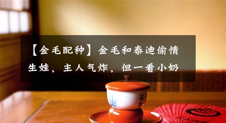 【金毛配种】金毛和泰迪偷情生娃，主人气炸，但一看小奶狗瞬间笑了！