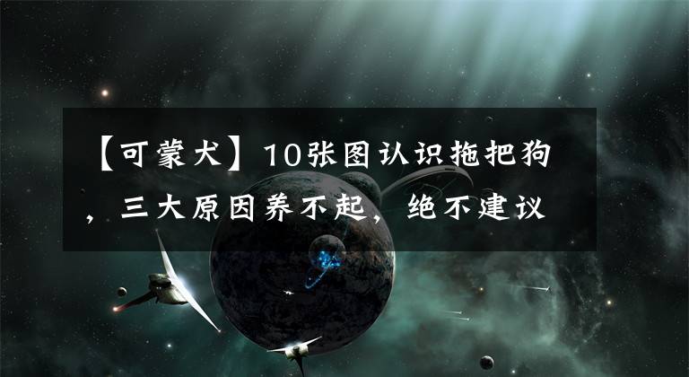 【可蒙犬】10张图认识拖把狗，三大原因养不起，绝不建议新手饲养