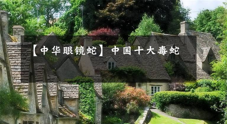 【中华眼镜蛇】中国十大毒蛇
