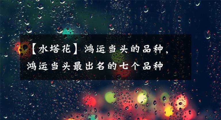 【水塔花】鸿运当头的品种，鸿运当头最出名的七个品种