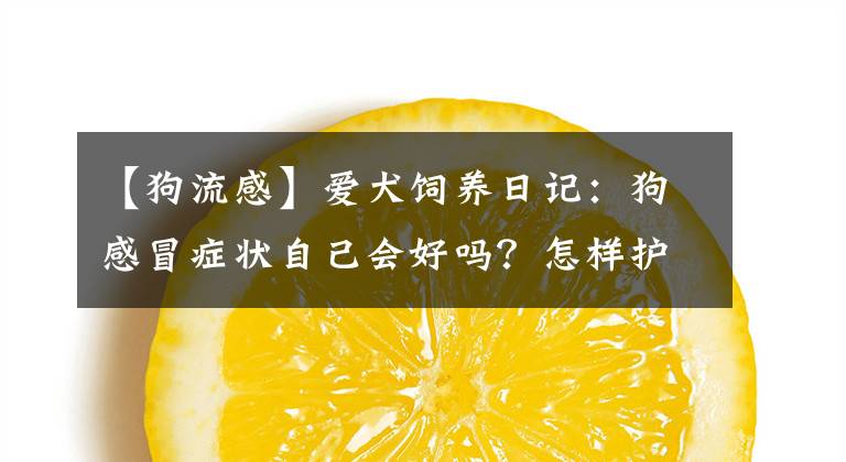 【狗流感】爱犬饲养日记：狗感冒症状自己会好吗？怎样护理恢复会快一点？