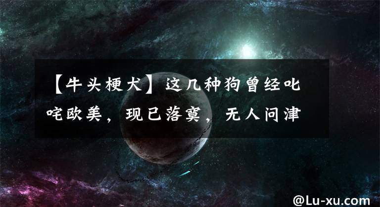 【牛头梗犬】这几种狗曾经叱咤欧美，现已落寞，无人问津