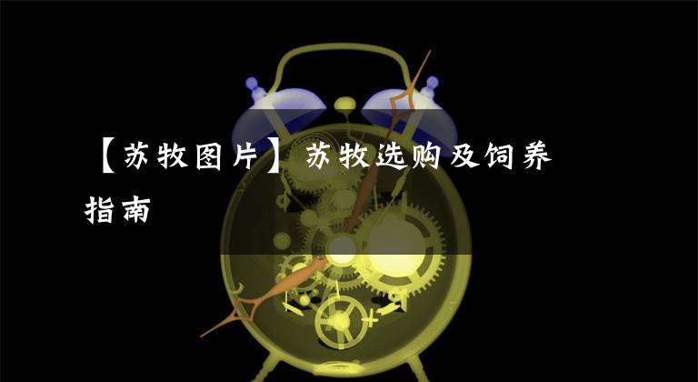【苏牧图片】苏牧选购及饲养指南
