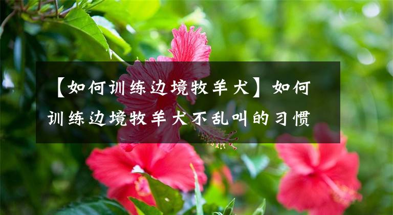 【如何训练边境牧羊犬】如何训练边境牧羊犬不乱叫的习惯？