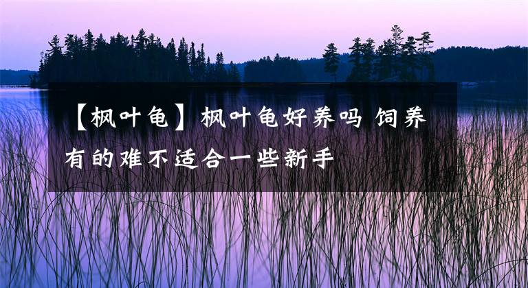 【枫叶龟】枫叶龟好养吗 饲养有的难不适合一些新手