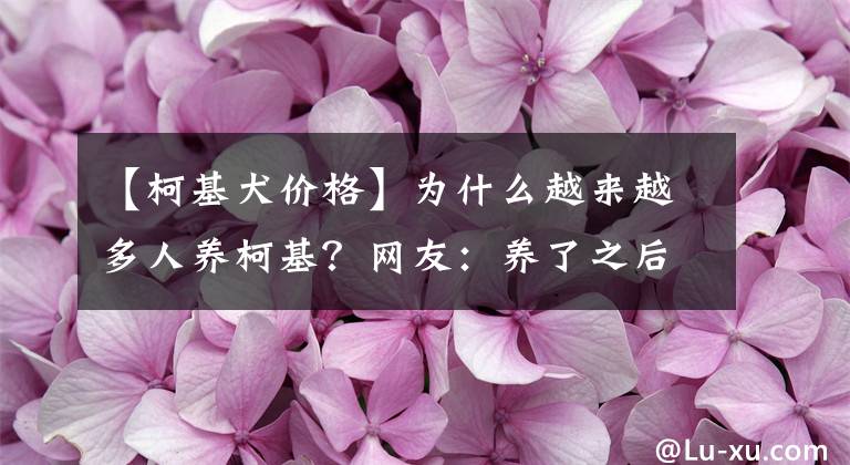 【柯基犬价格】为什么越来越多人养柯基？网友：养了之后就不想换狗了