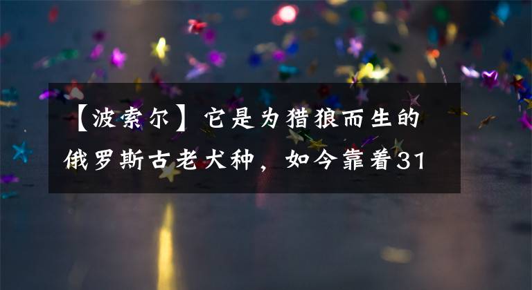 【波索尔】它是为猎狼而生的俄罗斯古老犬种，如今靠着31厘米长的大鼻子走红