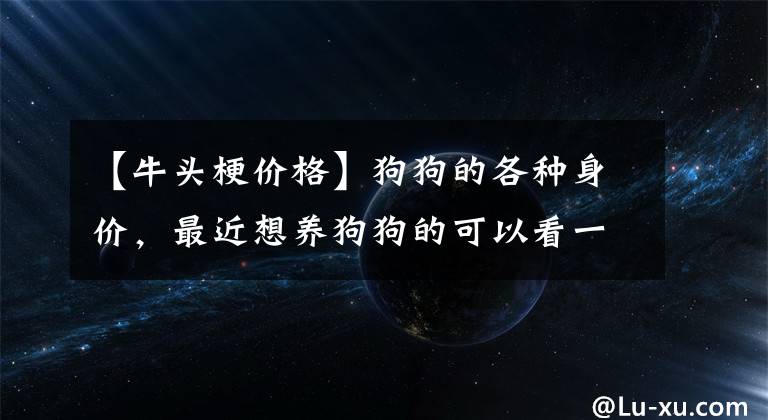 【牛头梗价格】狗狗的各种身价，最近想养狗狗的可以看一下