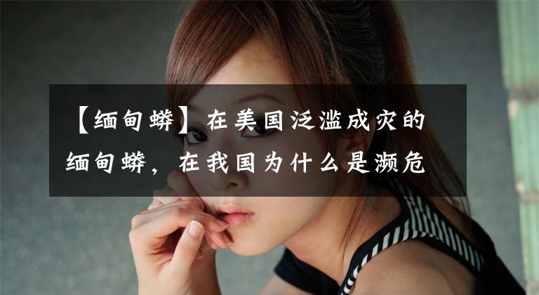 【缅甸蟒】在美国泛滥成灾的缅甸蟒，在我国为什么是濒危生物？