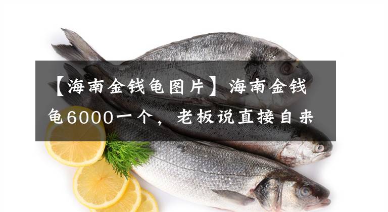 【海南金钱龟图片】海南金钱龟6000一个，老板说直接自来水养？大家看看值不值！