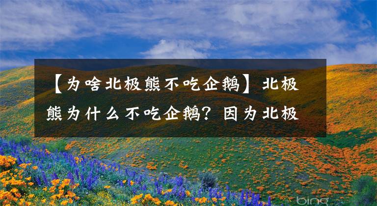 【为啥北极熊不吃企鹅】北极熊为什么不吃企鹅？因为北极的“企鹅”被人类吃灭绝了