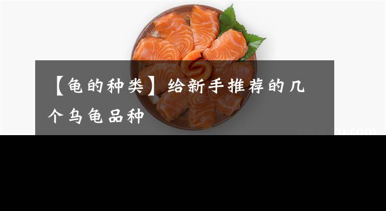 【龟的种类】给新手推荐的几个乌龟品种