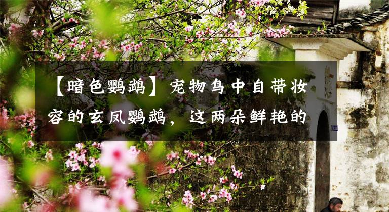 【暗色鹦鹉】宠物鸟中自带妆容的玄凤鹦鹉，这两朵鲜艳的小腮红也太可爱了